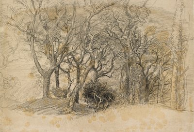 Studium drzew, Clovelly Park, 1834 autorstwa Samuel Palmer