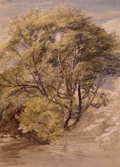Studium wierzby, ok. 1850 r. (akwarela na papierze) autorstwa Samuel Palmer