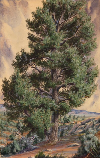 Sosna, b.d. autorstwa Sandow