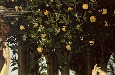 Primavera, fragment drzewa pomarańczowego, tempera z ok. 1478 r. na panelu autorstwa Sandro Botticelli