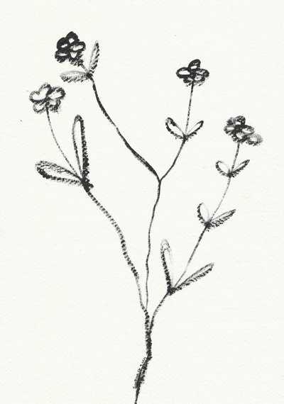 Minimalistyczny rysunek botaniczny autorstwa Santhosh ch