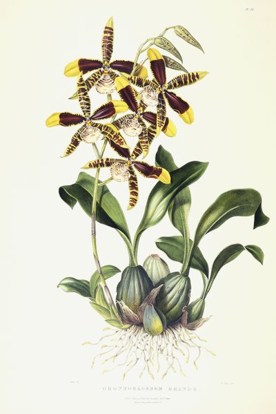 Odontoglossum Grande, ok. 1837-1843 autorstwa Miss Drake