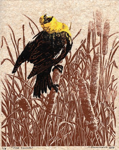 Cattail Cantata, 2017 (linoryt) autorstwa Sarah Drummond
