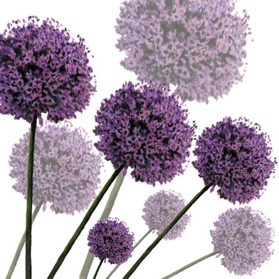 Allium Fernandez, 2004 (cyfrowy) autorstwa Sarah Hough