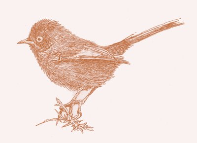 Warbler Dartforda, 2017 autorstwa Sarah Hough