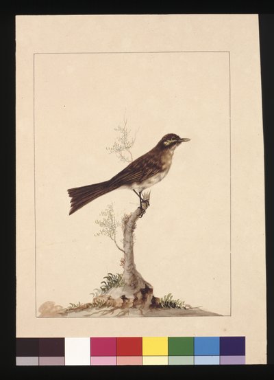 Strona 14. Muchołówka żółtoucha. Obecnie znany jako miodojad o żółtej twarzy, ok. 1789-90 (akwarela) autorstwa Sarah Stone