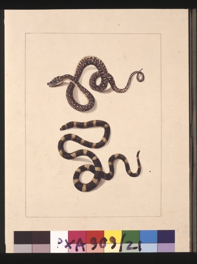 Strona 21. Węże nr 1 i nr 2. Obecnie znany jako młody diamentowy wąż i bandy bandy, ok. 1789-90 (akwarela) autorstwa Sarah Stone