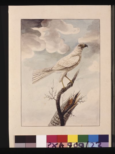 Strona 23. Biały Hawke. Teraz znany jako szary jastrząb, ok. 1789-90 (akwarela) autorstwa Sarah Stone