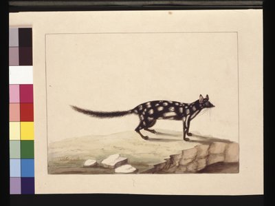 Strona 28. Stół Stół. Teraz znany jako quoll Dasyurus. Wydaje się być kopią Sarah Stone Charlesa Cattona Junra. talerz, ok.1789-90 (akwarela) autorstwa Sarah Stone