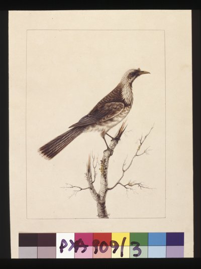 Strona 3. Pokrętło, Fronted Bee Eater: sygn. Sarah Smith. Obecnie znany jako ptak zakonny, ok. 1789-90 (akwarela) autorstwa Sarah Stone
