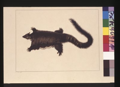Strona 4. Hepoona Roo: Podpisano l.l. zewnętrzna linia ramy S. Smith. Obecnie znany jako opos szybowcowy, ok. 1789-90 (akwarela) autorstwa Sarah Stone