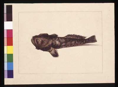 Strona 8. Wątpliwy Lophius. Obecnie znany jako żaba ryba, ok. 1789-90 (akwarela) autorstwa Sarah Stone