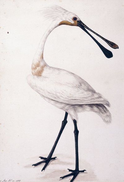 Warzęcha, 1777 autorstwa Sarah Stone