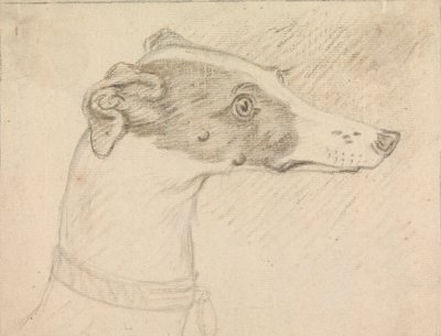 Portret głowy charta autorstwa Sawrey Gilpin