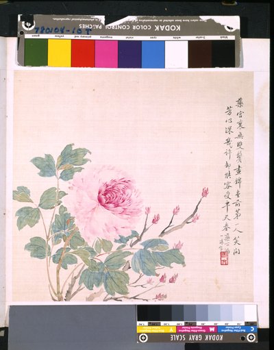 Album kwiatów i ptaków, data nieznana (tusz i kolor na jedwabiu) autorstwa School Chinese