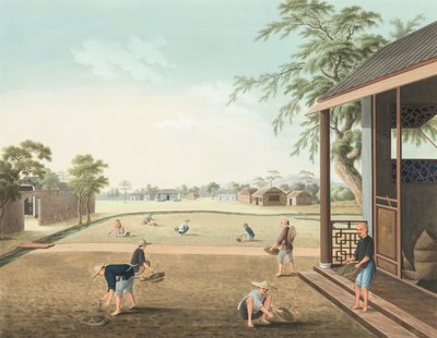 Produkcja herbaty, ok. 1820 (akwarela i złota farba na jedwabiu położonym na papierze) autorstwa School Chinese