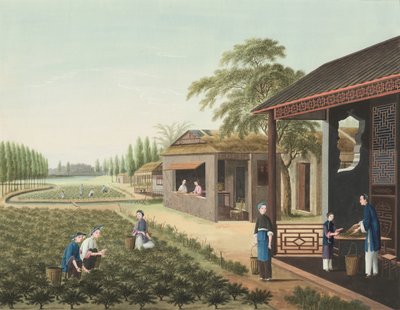 Produkcja herbaty, ok. 1820 (akwarela i złota farba na jedwabiu położonym na papierze) autorstwa School Chinese
