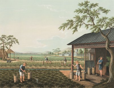 Produkcja herbaty, ok. 1820 (akwarela i złota farba na jedwabiu położonym na papierze) autorstwa School Chinese