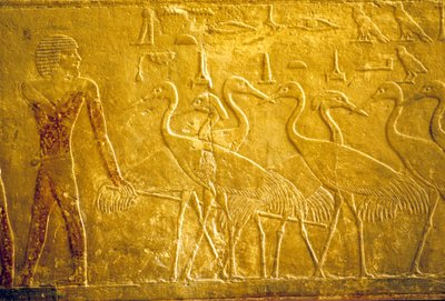 Starożytny Egipt, Rzeźba/malarstwo ścienne, Mastaba/Grobowiec Ti, Sakkara, V dynastia, Rolnik prowadzący oswojone żurawie (zdjęcie) autorstwa School Egyptian