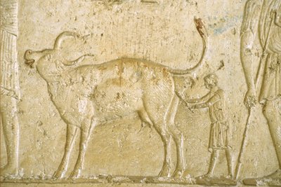 Muinainen Egypti, Seinien kaiverrus/maalaus, Petosiris-hauta, Tuna Gabel, Tuna el Gebel, 300 eKr., Auta lehmää synnyttämään (valokuva) kiillotus autorstwa School Egyptian