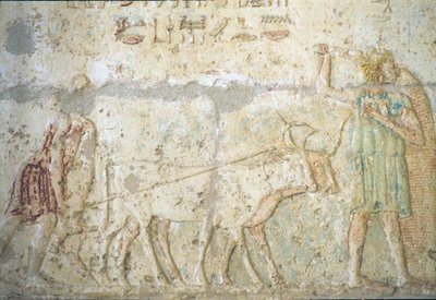 Starożytny Egipt, malowidła ścienne, grobowiec Petosiris, Tuna el Gebel, 300 p.n.e., orka i siew (zdjęcie ilustracyjne) autorstwa School Egyptian