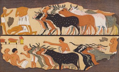 Bydło, starożytny Egipt (kolorowa litografia) autorstwa School Egyptian