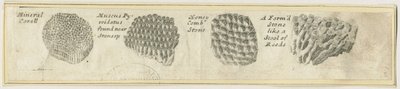 Dovedale - Mineral Coral: miedzioryt i [?XIX w.] (druk) autorstwa School English