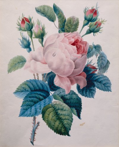 Róża (ołówek i akwarela) autorstwa School French