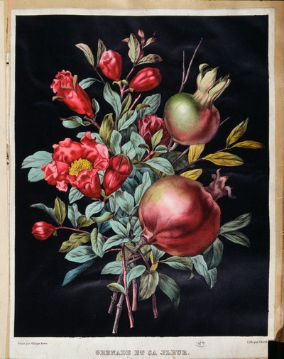 Granat i jego kwiat - deska botaniczna autorstwa School French