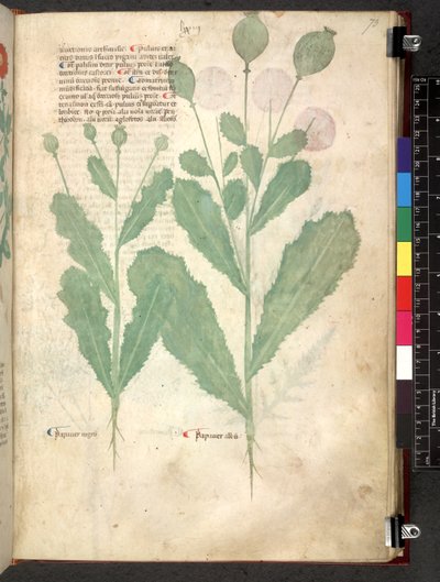 Egerton 747 Tractatus de herbis (ziołowy) c.1280-1310 (tusz i kolor na welinie) autorstwa School Italian