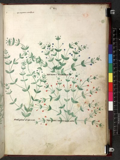 Egerton 747 Tractatus de herbis (ziołowy) c.1280-1310 (tusz i kolor na welinie) autorstwa School Italian