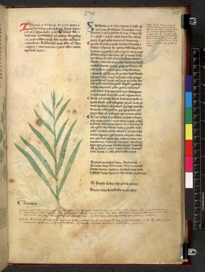 Egerton 747 Tractatus de herbis (ziołowy) c.1280-1310 (tusz i kolor na welinie) autorstwa School Italian