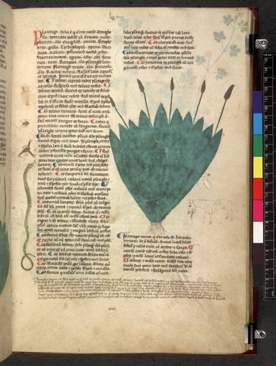Egerton 747 Tractatus de herbis (ziołowy) c.1280-1310 (tusz i kolor na welinie) autorstwa School Italian