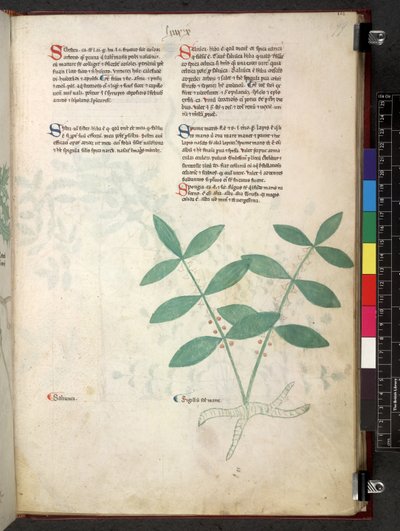 Egerton 747 Tractatus de herbis (ziołowy) c.1280-1310 (tusz i kolor na welinie) autorstwa School Italian