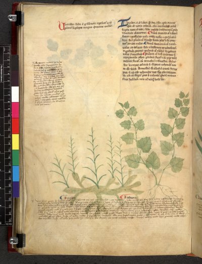 Egerton 747 Tractatus de herbis (ziołowy) c.1280-1310 (tusz i kolor na welinie) autorstwa School Italian