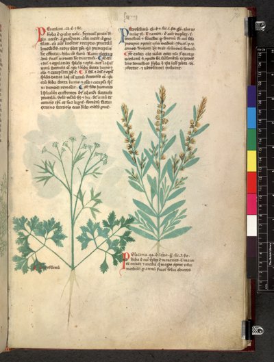 Egerton 747 Tractatus de herbis (ziołowy) c.1280-1310 (tusz i kolor na welinie) autorstwa School Italian