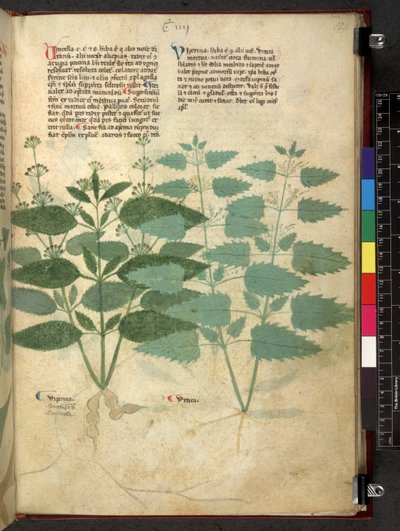 Egerton 747 Tractatus de herbis (ziołowy) c.1280-1310 (tusz i kolor na welinie) autorstwa School Italian