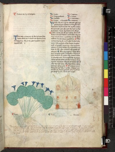 Egerton 747 Tractatus de herbis (ziołowy) c.1280-1310 (tusz i kolor na welinie) autorstwa School Italian