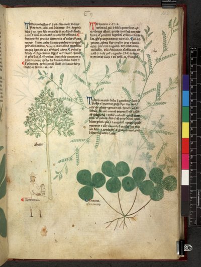 Egerton 747 Tractatus de herbis (ziołowy) c.1280-1310 (tusz i kolor na welinie) autorstwa School Italian