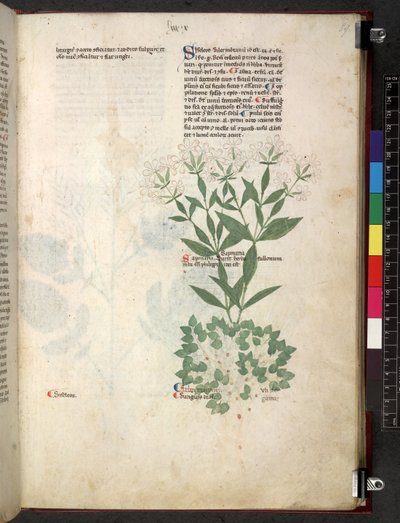 Egerton 747 Tractatus de herbis (ziołowy) c.1280-1310 (tusz i kolor na welinie) autorstwa School Italian
