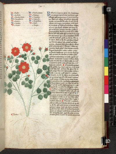 Egerton 747 Tractatus de herbis (ziołowy) c.1280-1310 (tusz i kolor na welinie) autorstwa School Italian