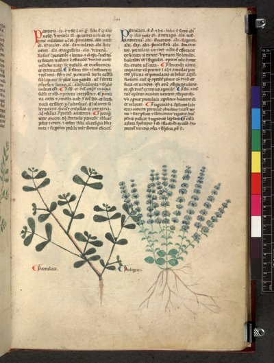 Egerton 747 Tractatus de herbis (ziołowy) c.1280-1310 (tusz i kolor na welinie) autorstwa School Italian