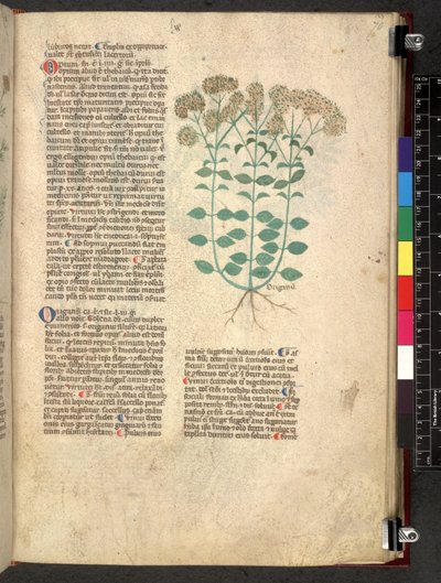Egerton 747 Tractatus de herbis (ziołowy) c.1280-1310 (tusz i kolor na welinie) autorstwa School Italian
