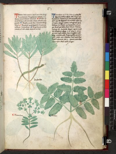 Egerton 747 Tractatus de herbis (ziołowy) c.1280-1310 (tusz i kolor na welinie) autorstwa School Italian