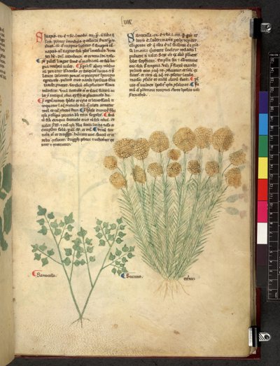 Egerton 747 Tractatus de herbis (ziołowy) c.1280-1310 (tusz i kolor na welinie) autorstwa School Italian