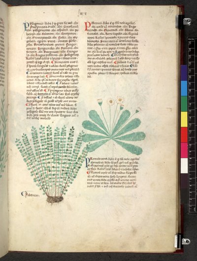 Egerton 747 Tractatus de herbis (ziołowy) c.1280-1310 (tusz i kolor na welinie) autorstwa School Italian