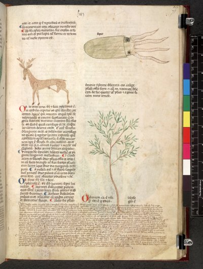 Egerton 747 Tractatus de herbis (ziołowy) c.1280-1310 (tusz i kolor na welinie) autorstwa School Italian