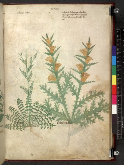 Egerton 747 Tractatus de herbis (ziołowy) c.1280-1310 (tusz i kolor na welinie) autorstwa School Italian