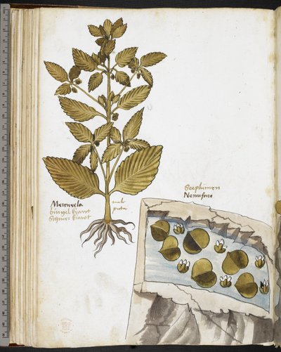 Harley MS 3736 f.58v Mandrake, z „Zioła z traktatami o jedzeniu, truciznach i środkach leczniczych oraz właściwościach kamieni” autorstwa Giovanniego Cadamosto (tusz i kolor na welinie) autorstwa School Italian