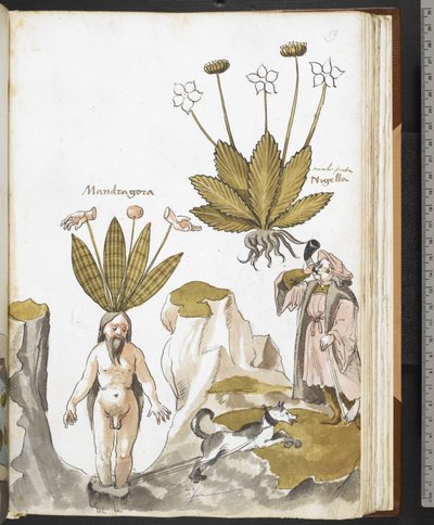 Harley MS 3736 f.59r Mandragora wyciągana przez psa, z „Zioła z traktatami o jedzeniu, truciznach i lekach oraz właściwościach kamieni” Giovanniego Cadamosto (tusz i kolor na welinie) autorstwa School Italian